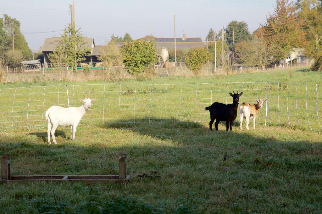 Privatunterkunft La Petite Chesnee Sacey