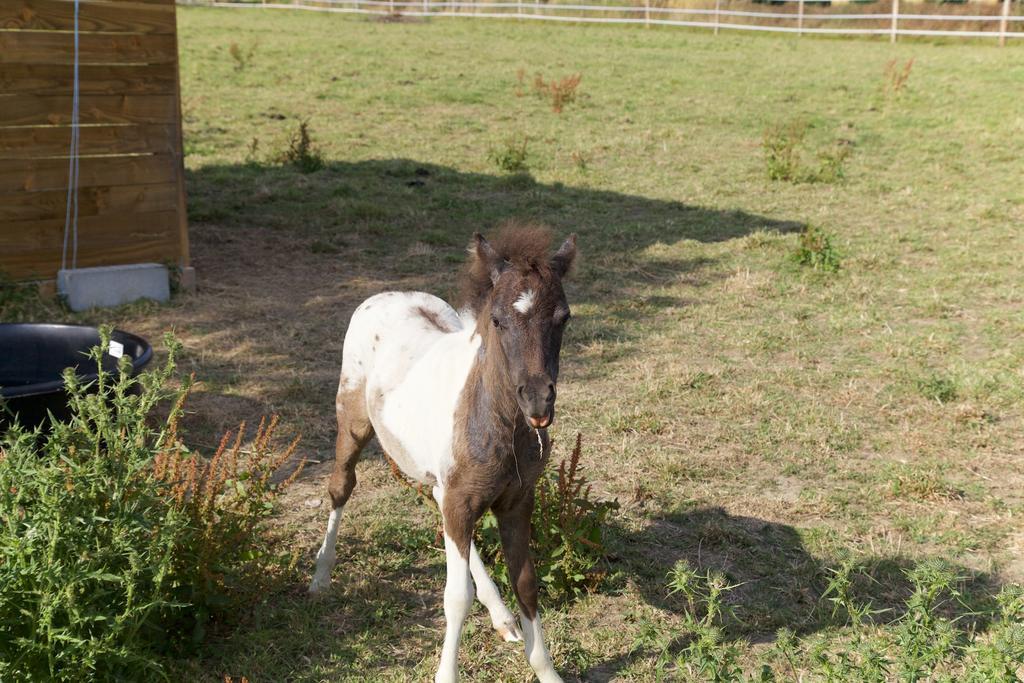 Privatunterkunft La Petite Chesnee