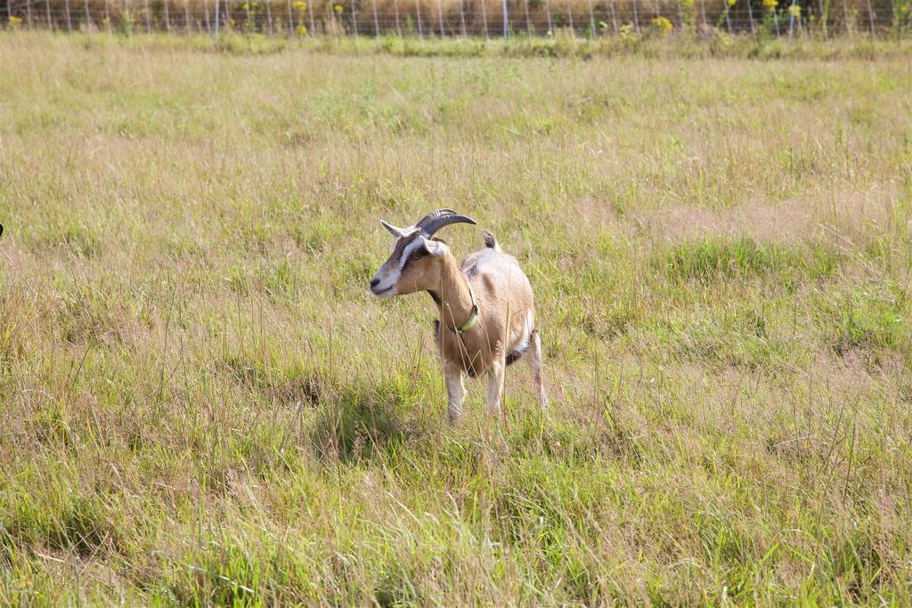 La Petite Chesnee