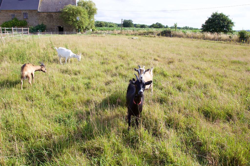 La Petite Chesnee